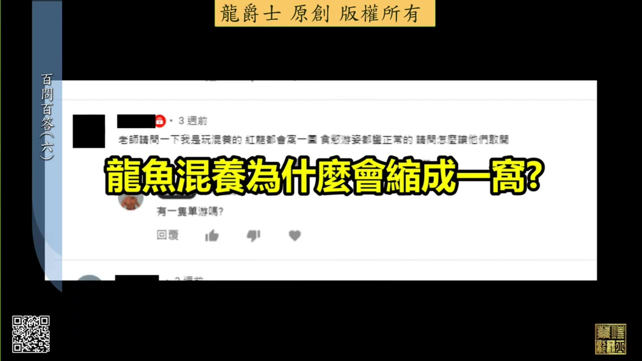【龍爵士】千問千答 Q47 龍魚混養為甚麼會縮成一窩