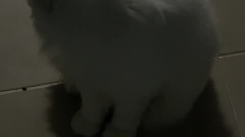 Cat funny