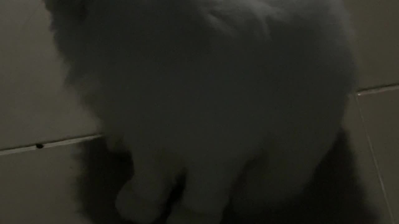 Cat funny