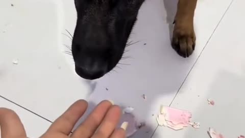 "Dog Destroys a Bundle of Cash – Shocking Moment!"