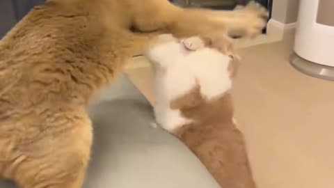 🐱 Funny cat videos - cute cats - Try not laugh