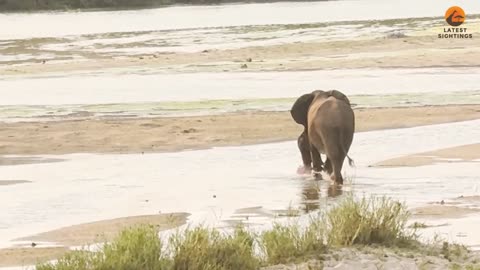 Heartbroken Mother Elephant Can't Let Her Stillborn Baby Go