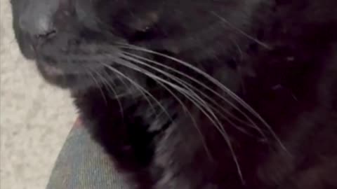 Cute Precious Piper is a Company Vice President - My Adopted Shelter Cat Vlog. #shorts