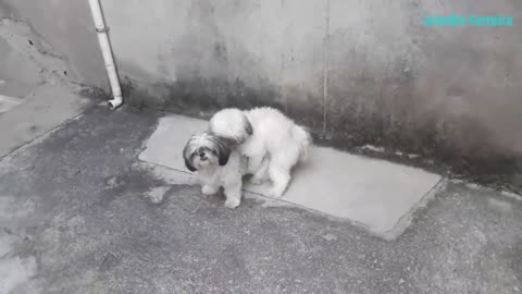 Os Cachorro Shih-tzu tentando pela primeira vez