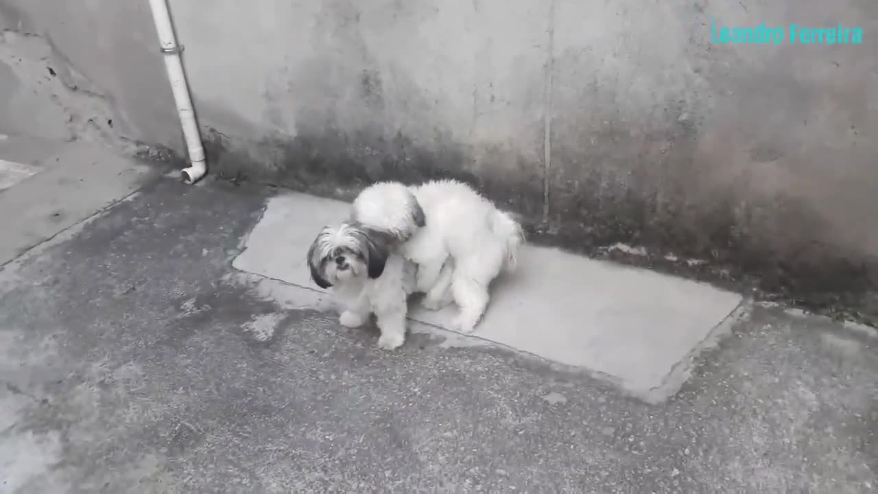 Os Cachorro Shih-tzu tentando pela primeira vez