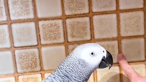 Talking Parrot: "You Won’t Believe What This Parrot Says!"