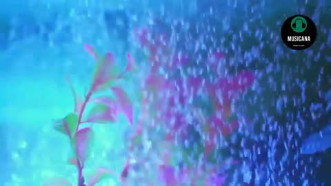 Relaxing Soft Music
