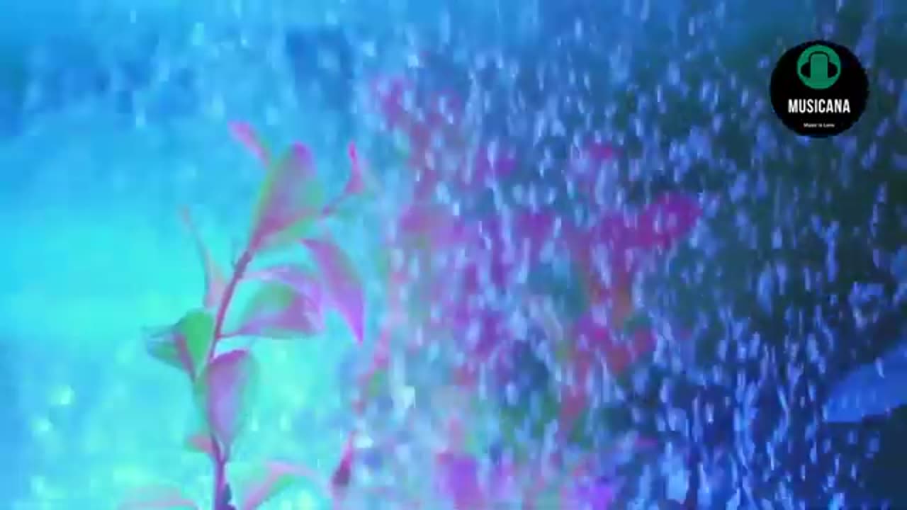 Relaxing Soft Music