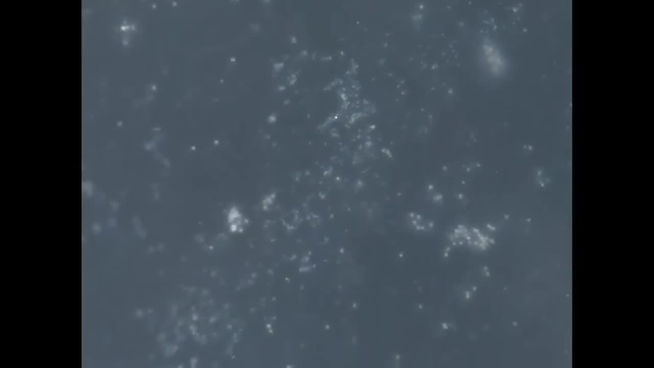 chemtrails fallout sample, now THRIVING WITH LIFE