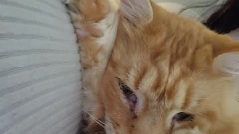 I'm too sexy for my fur