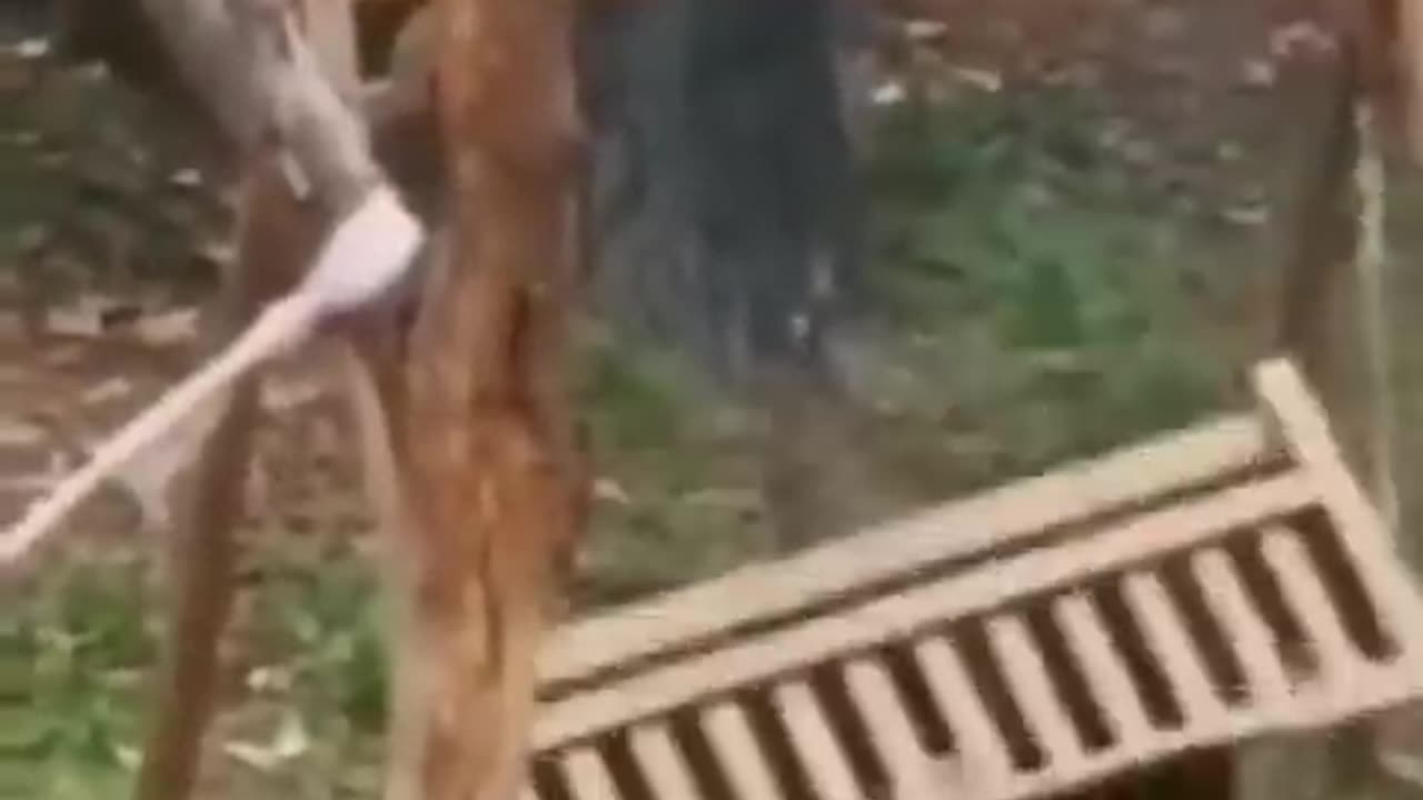 funny animal video🤣😁🤣😁🤣