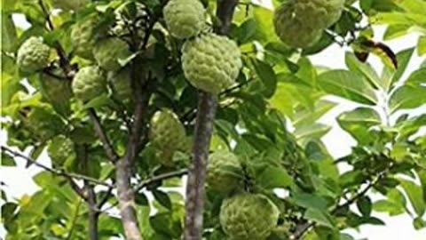 "Sitaphal Benefits: The Sweet Fruit That Heals Your Body Naturally 🍏"
