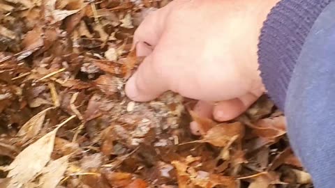 Perfect time to make leaf mold!!