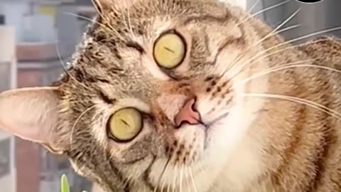 🐱Cat Neighborhood Watch😹I'm not letting my cat eyes off him for one moment