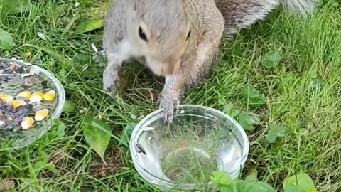 Smart Mika The Squirrel she knows how to be safe