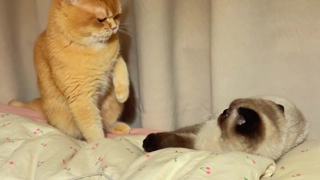 Two cats fight Before Bed Shenanigans