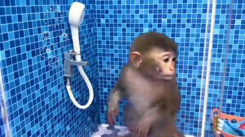 Monkey baby Bon Bon