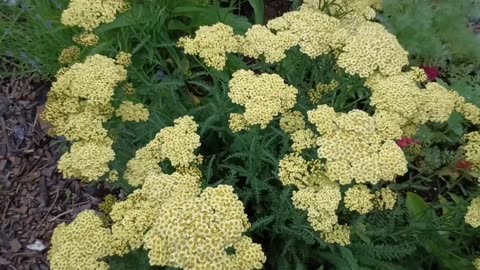 Sunny Seduction Yarrow
