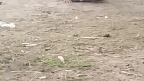 Boys Fall Off Bike Doing a Wheelie