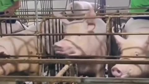 Animals funny video, motivation, foryou, goviral