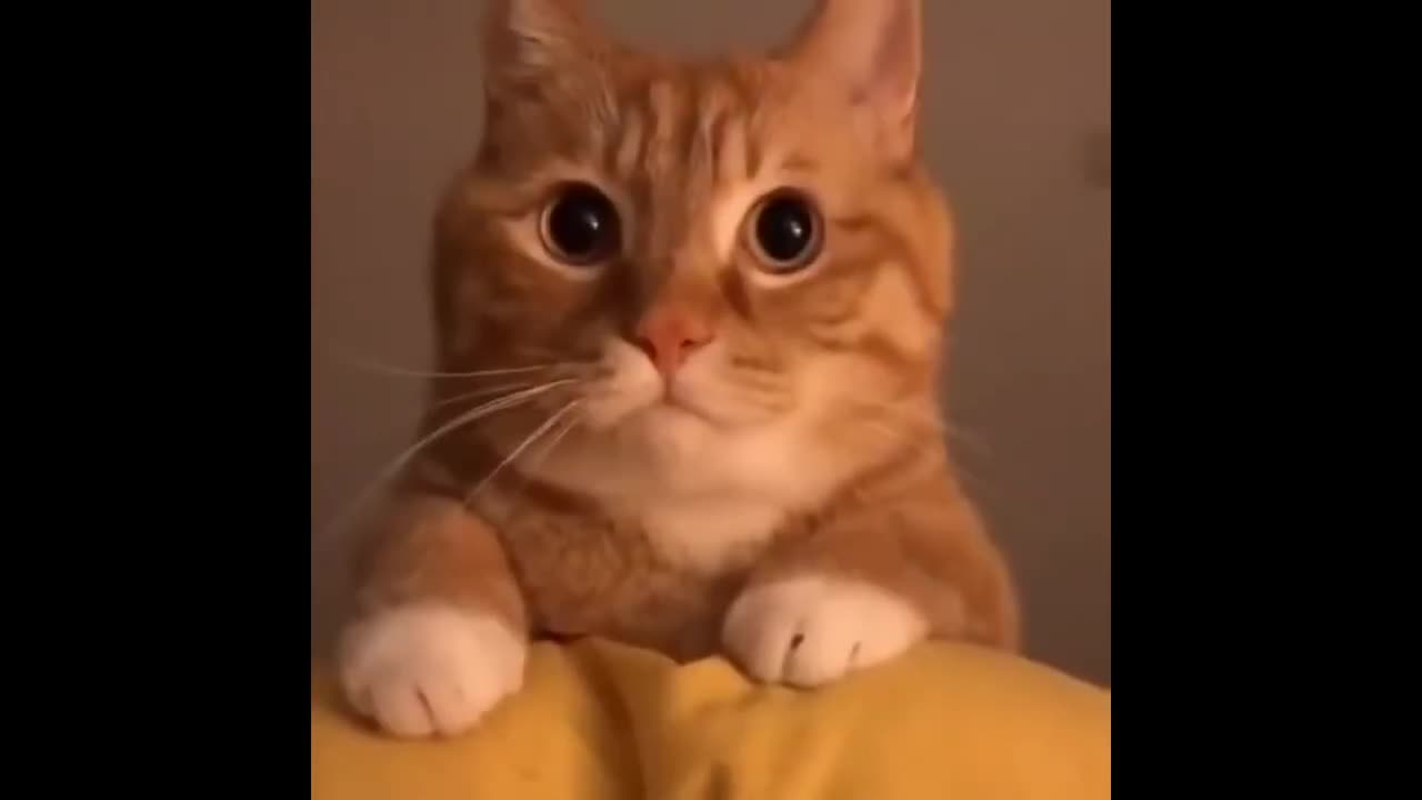 FAT CAT CAN'T CLEAN İTSELF