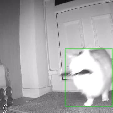 The cat comes in armed 😂