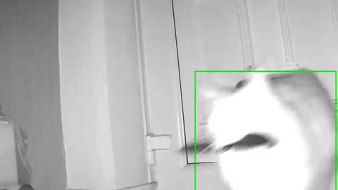 The cat comes in armed 😂