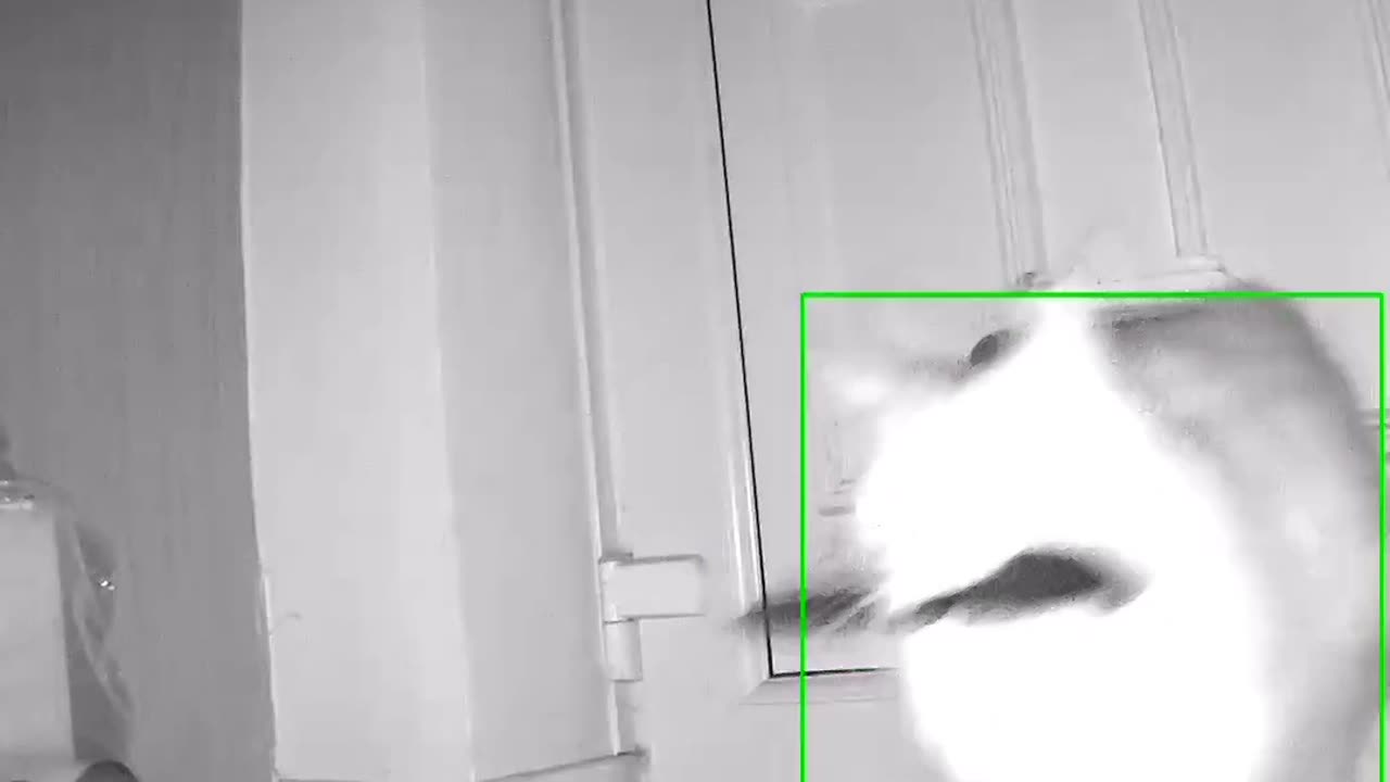 The cat comes in armed 😂