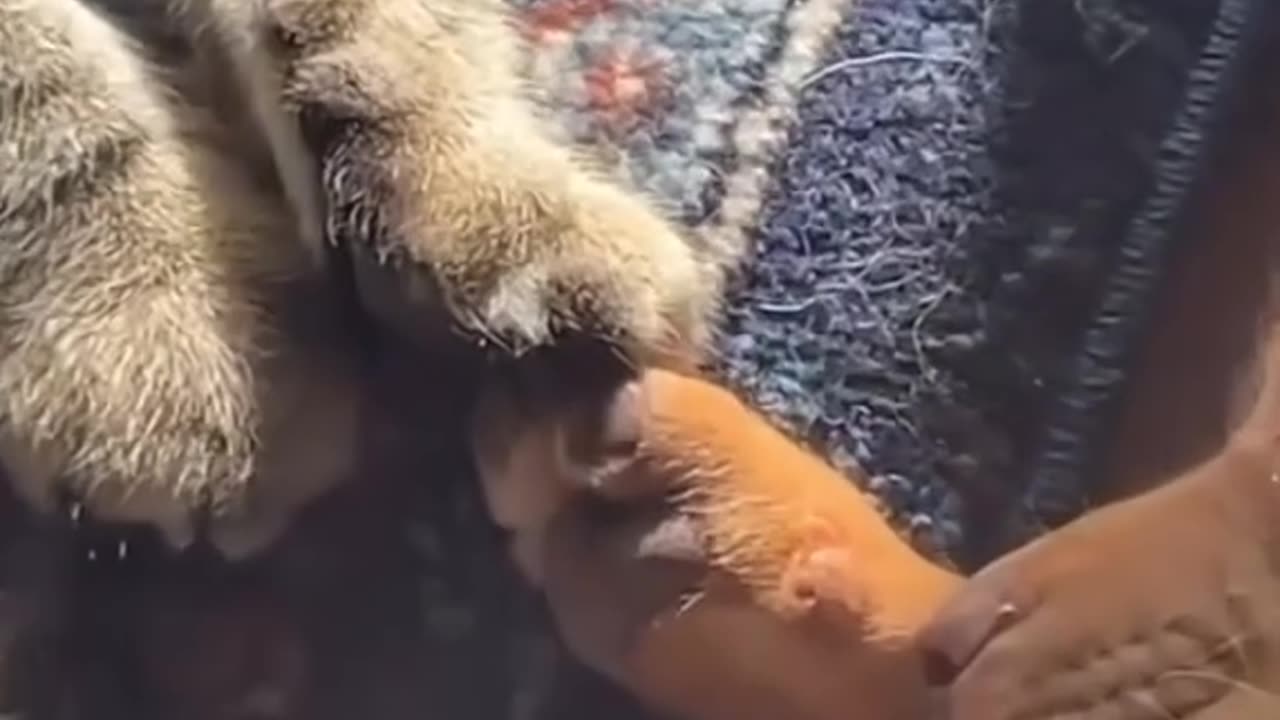 Funny animals