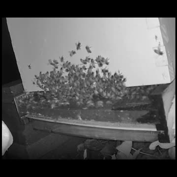 Tuesday Morning Peek long cut