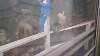 ONE OF MY LITTLE FROG FRIENDS- RAMMM RAMMM RAMMM...