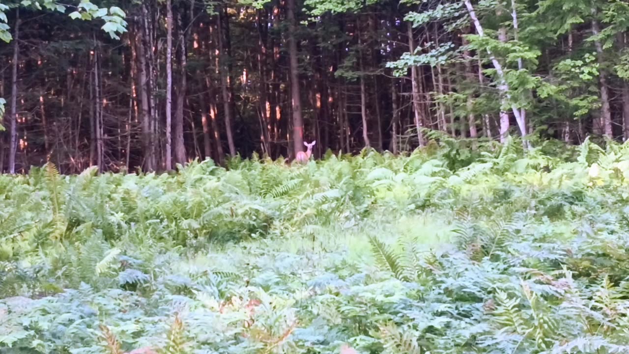 Doe with Fawn