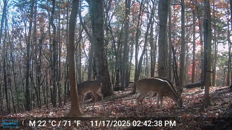 The Woods – 11/18/2025