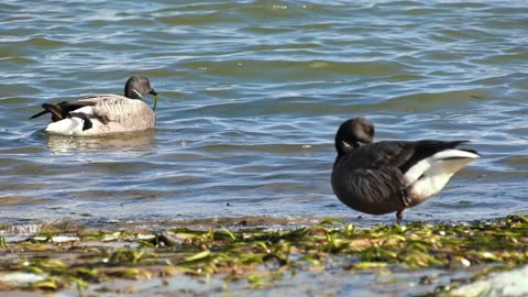 Wild Geese Foraging by Ocean Shoreline
