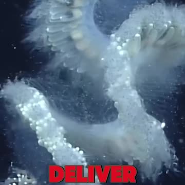 The most dangerous sea creature #shorts​ #sea​ #animals​ #animallover​ #puppy​