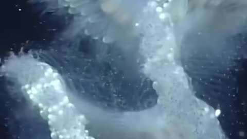 The most dangerous sea creature #shorts​ #sea​ #animals​ #animallover​ #puppy​