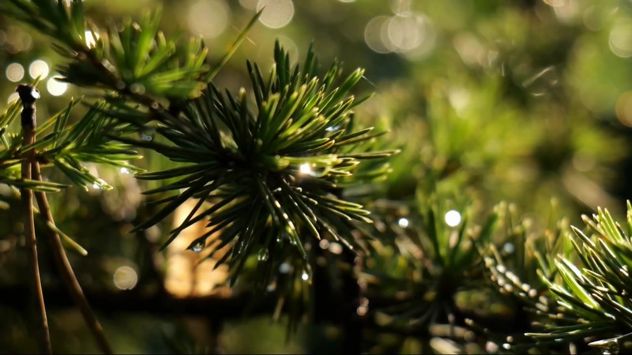 Morning Dew