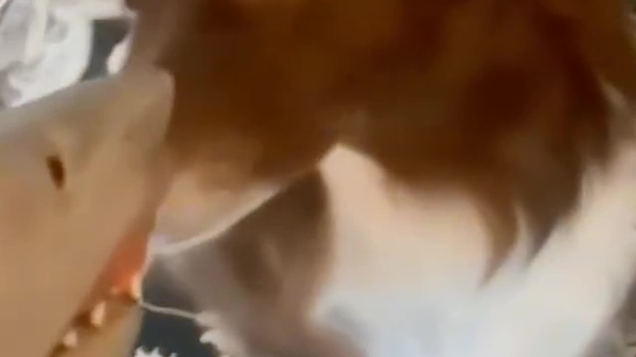 Funny animals make your day beauty