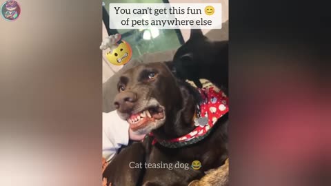 FUNNY ANIMAL CATS AND DOG 2025