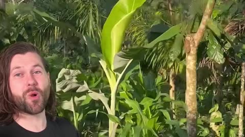 “This guy in Brazil turned a dead rainforest back into a thriving farm forest!”