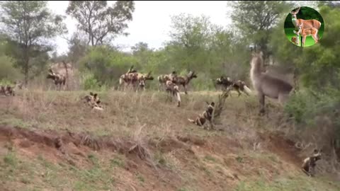 Who would win in a fight between a blue bull and wild dogs?#