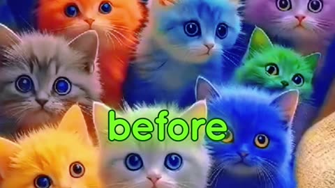 Top 4 Small & Compact Cat Breeds in the World 🌍 | Perfect for Apartment Living!