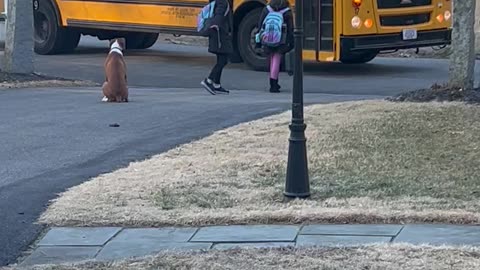 Boxer Accompanies Kids To School Bus