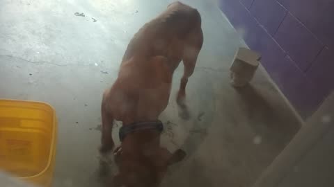 Ember 1y Pet Id 945290 kennel big room 1 HSSAZ shelter_20250711_132859723
