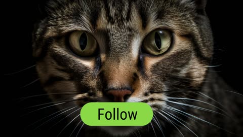 Hungry Cat Meowing Sounds | Real Cat Audio