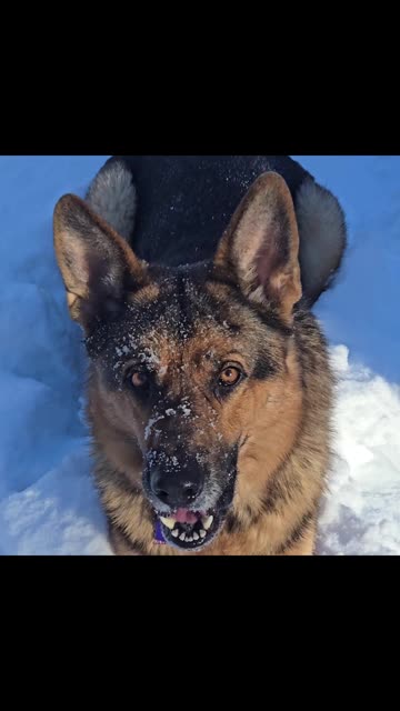 Virgil german shepherd.