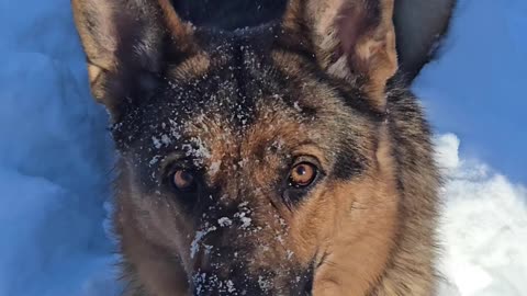 Virgil german shepherd.