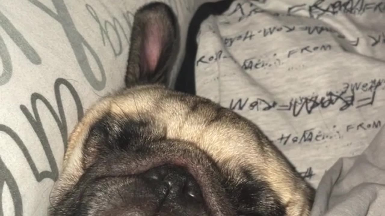 Pug Snores In Bed With Young Son