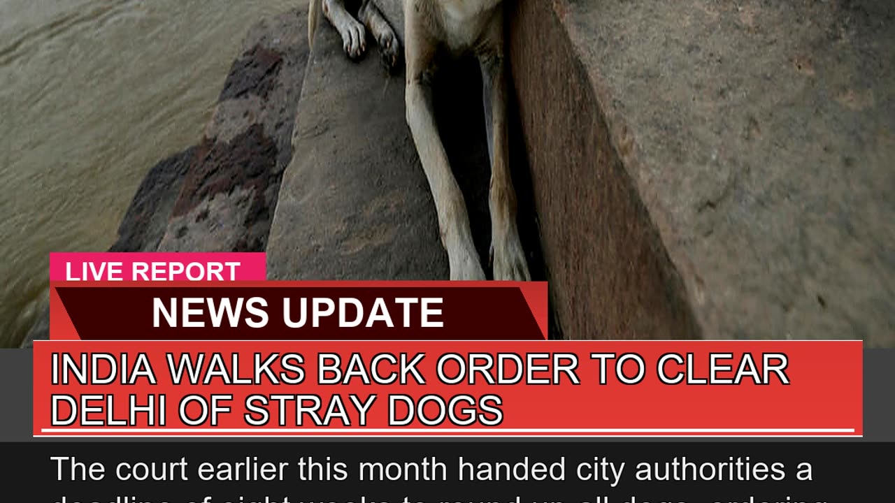 India Walks Back Order to Clear Delhi of Stray Dog