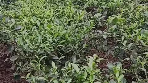How I Grow Fruit Trees at Home
